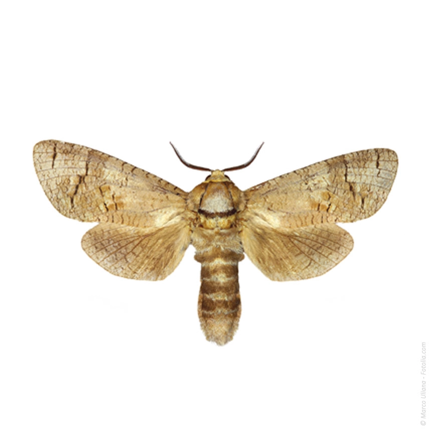 Weidenbohrer - Cossus cossus Weidenbohrer - Cossus cossus