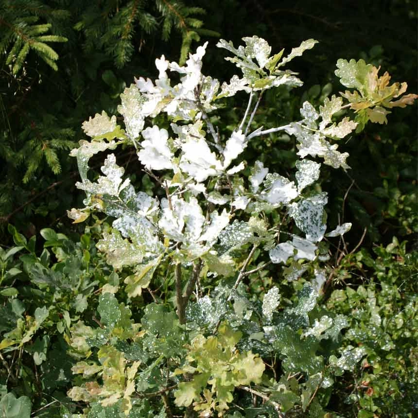 WAM-fluessig-weiss_Laubholz WAM flüssig weiß - Laubholz