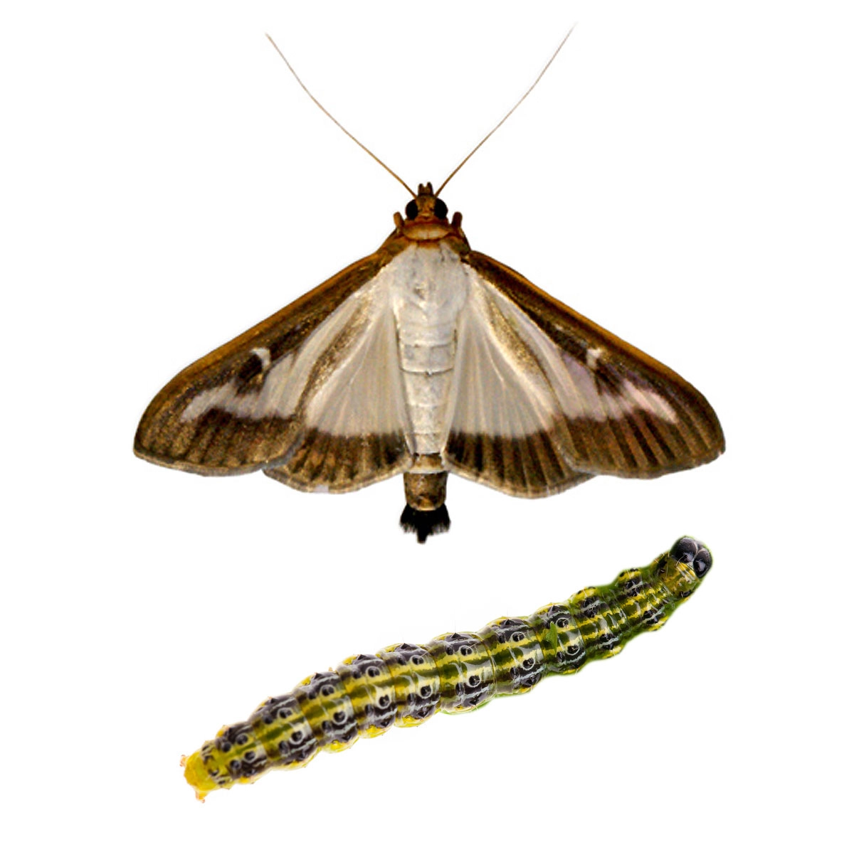 Box tree moth (Cydalima perspectalis), Cydawit