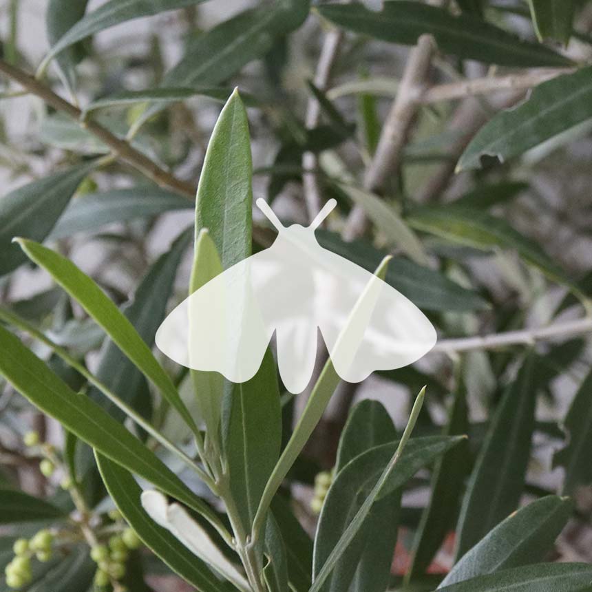 Praysowit - Olivenmotte (Prays oleae)