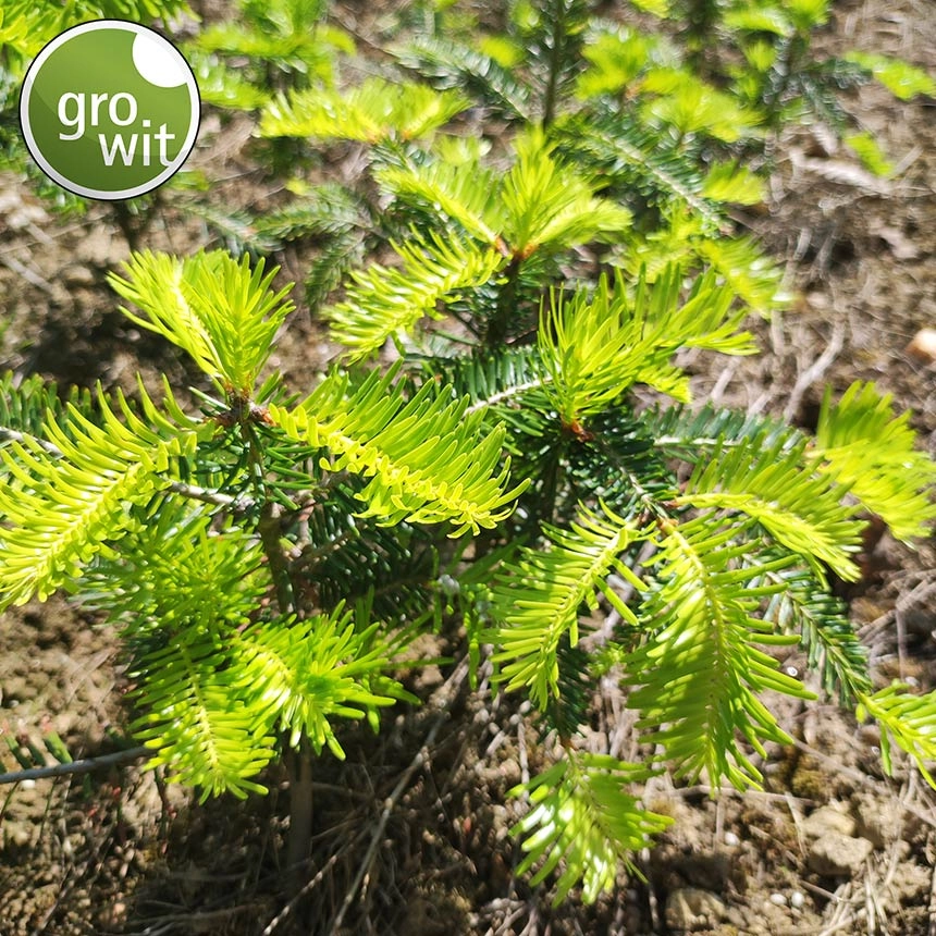 Einjährige, vitale Tanne nach Pflanzung mit GroWit® Hydrogranulat