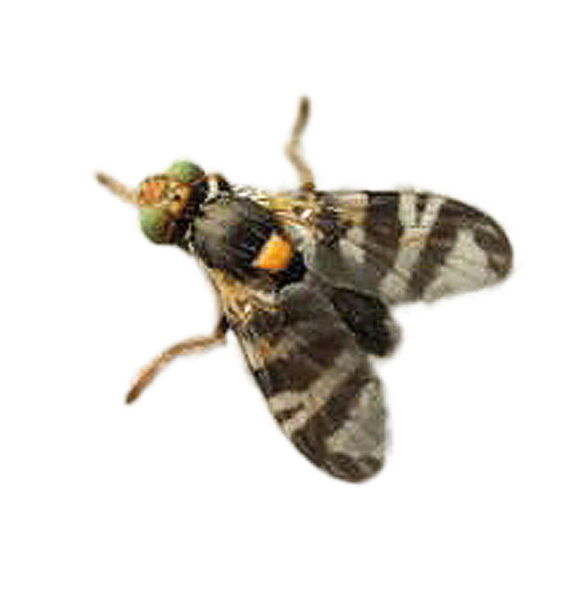 Cherry fruit fly (Rhagoletis cerasi)