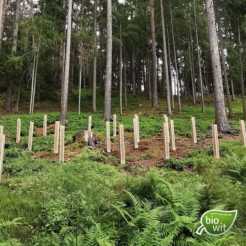 Aufforstung geschützt mit BioWit FMX Aufforstung geschützt mit BioWit FMX