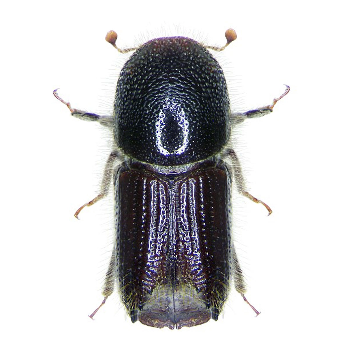 Buchdrucker (Ips typographus)