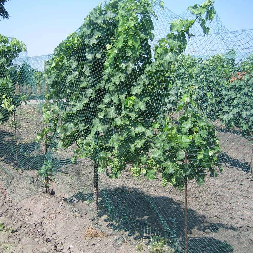 WitaNet Plantagenvogelschutz
