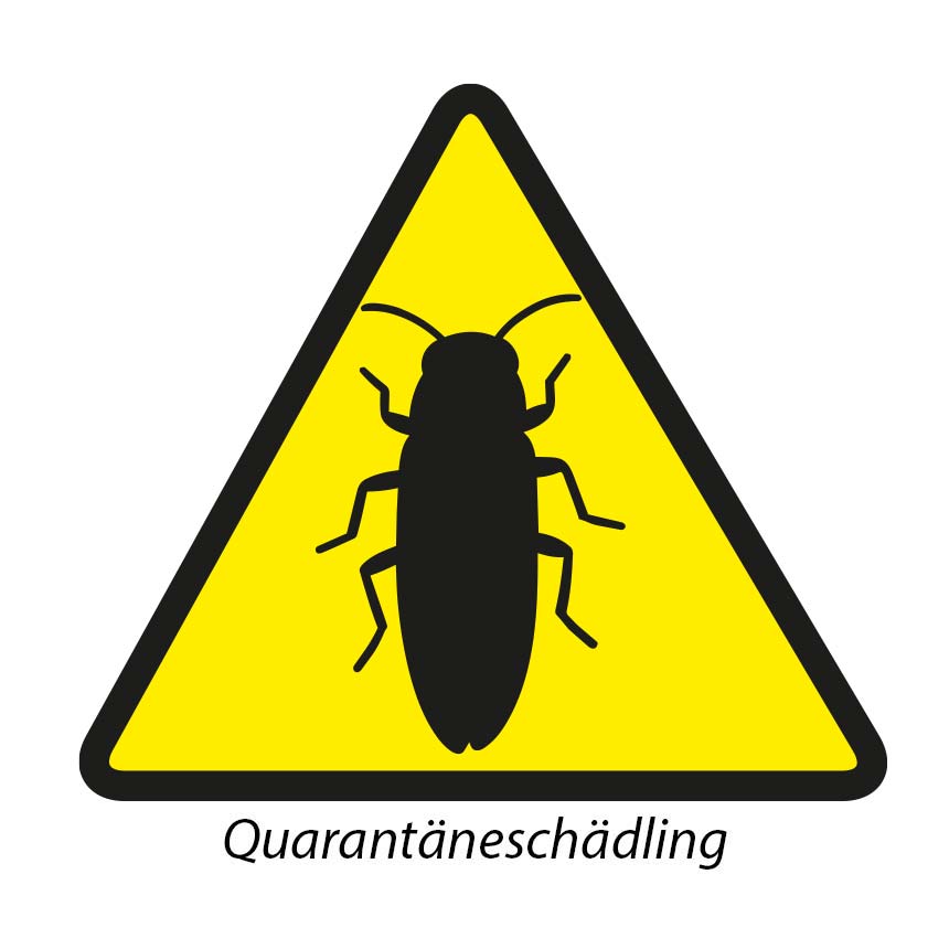 Agriwit P - Eschenprachtkäfer (Agrilus planipennis)