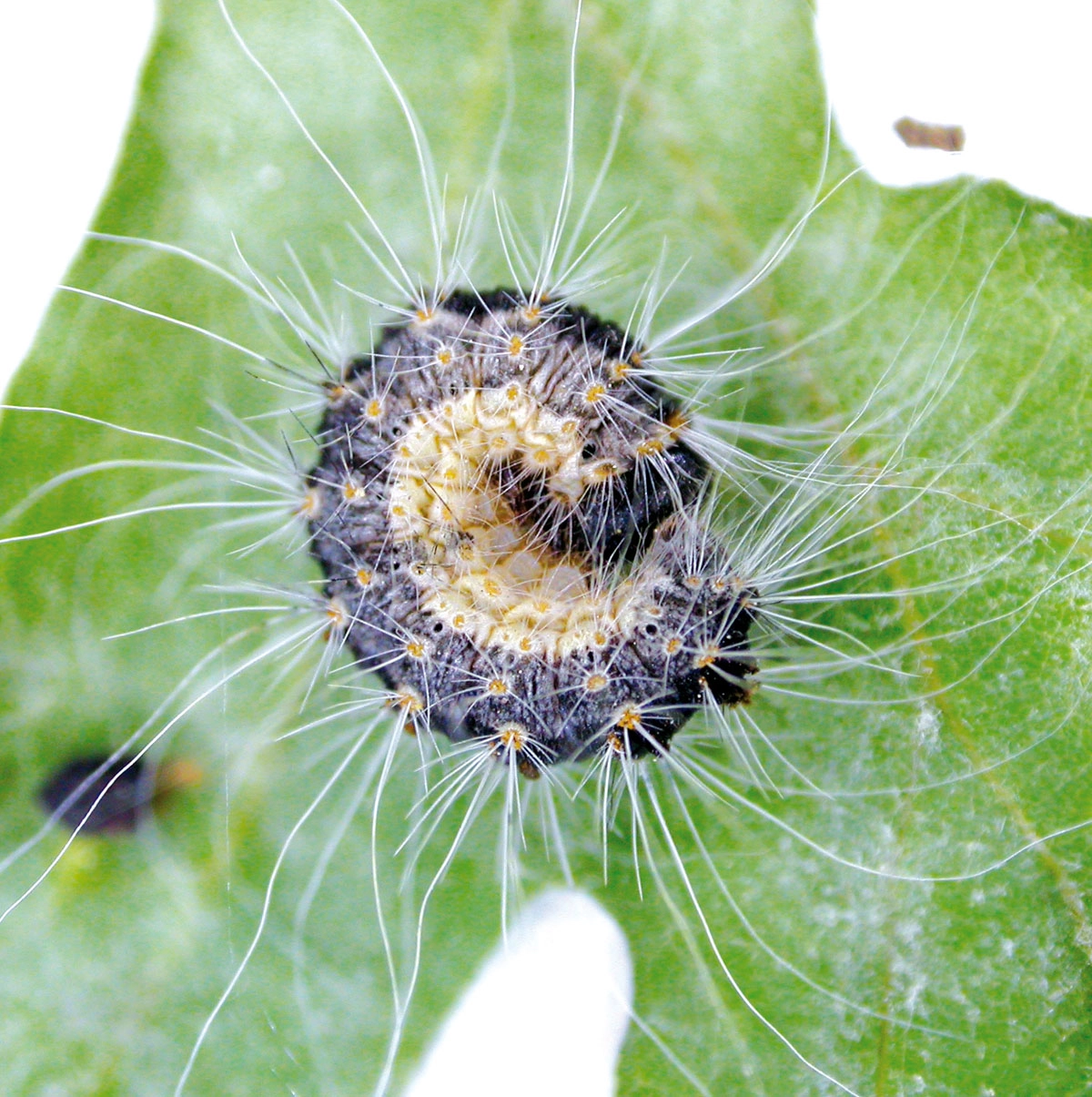 Eichenprozessionspinner (Thaumetopoea processionea)