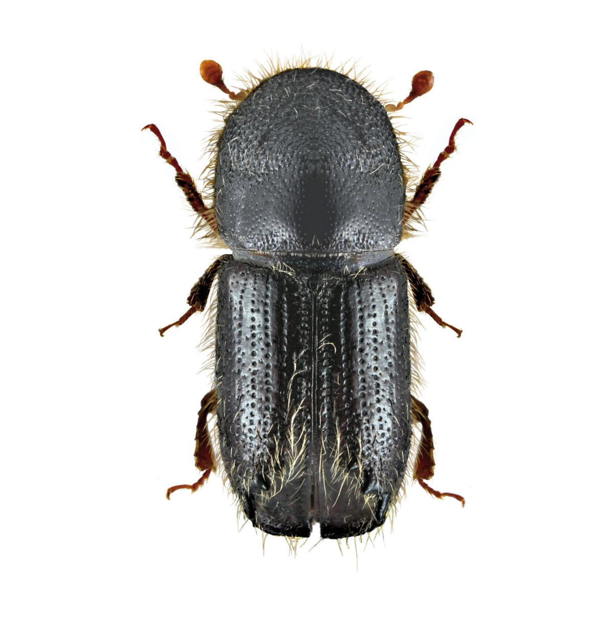 Großer Lärchenborkenkäfer (Ips cembrae), Cembräwit