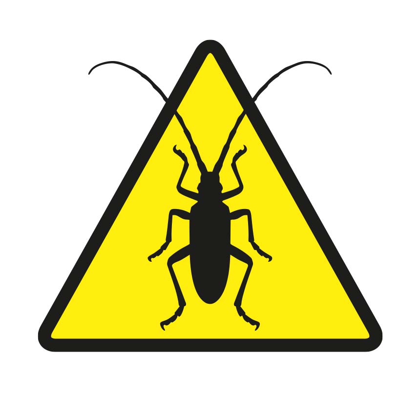 Glabriwit Pro - Asian longhorn beetle (Anoplophora glabripennis)