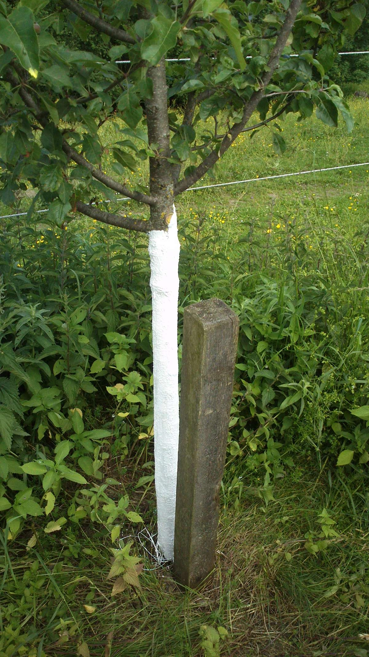 CORTIFLEX Stammschutzfarbe - 5 kg inkl. Schleifvlies