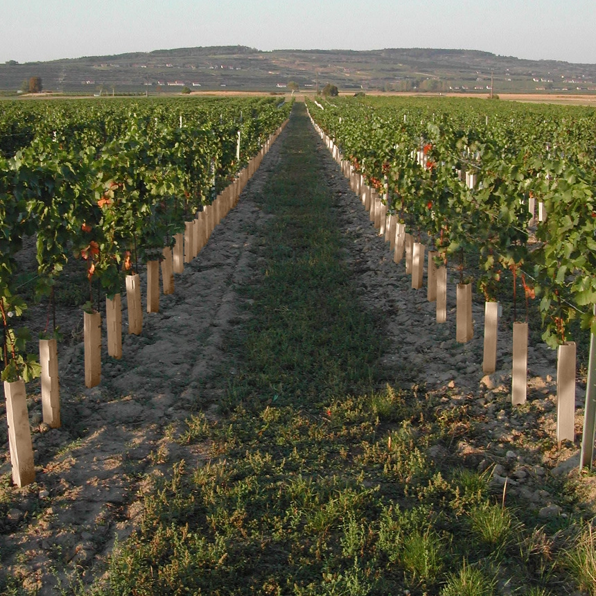 WitaPlant MV Vine Shelter WitaPlant MV Vine Shelter