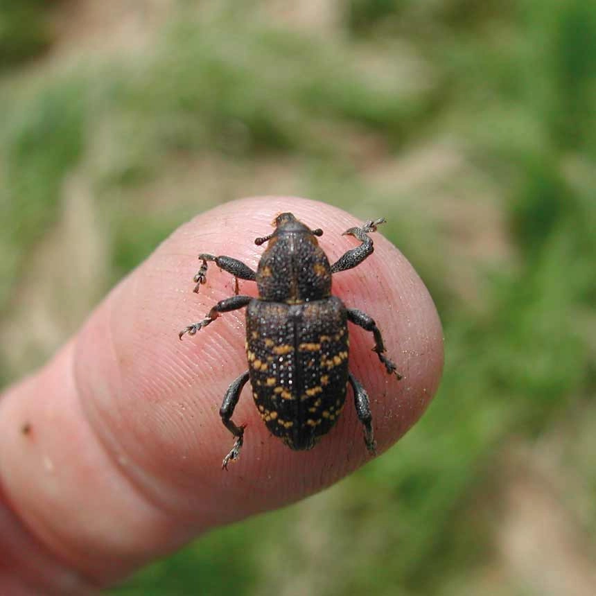 Großer Brauner Rüsselkäfer (Hylobius abietis)