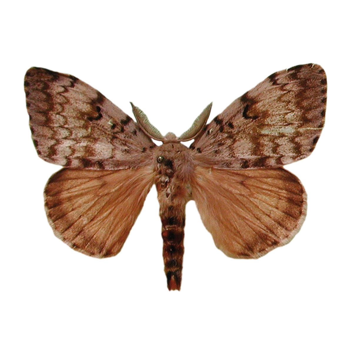 Schwammspinner (Lymantria dispar)