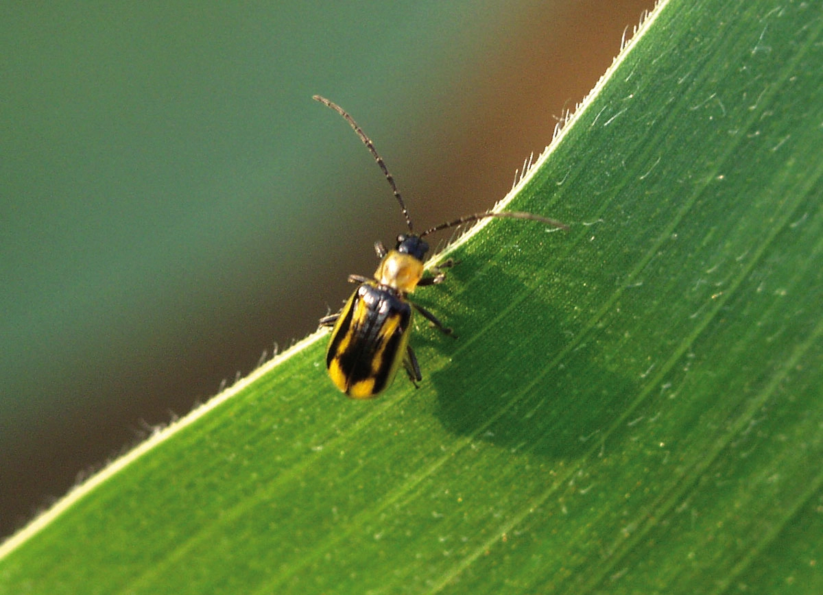 Maiswurzelbohrer (Diabrotica virgifera)