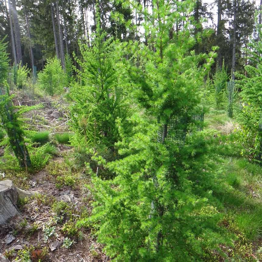 Larch protected with Freiwuchs Larch protected with Freiwuchs