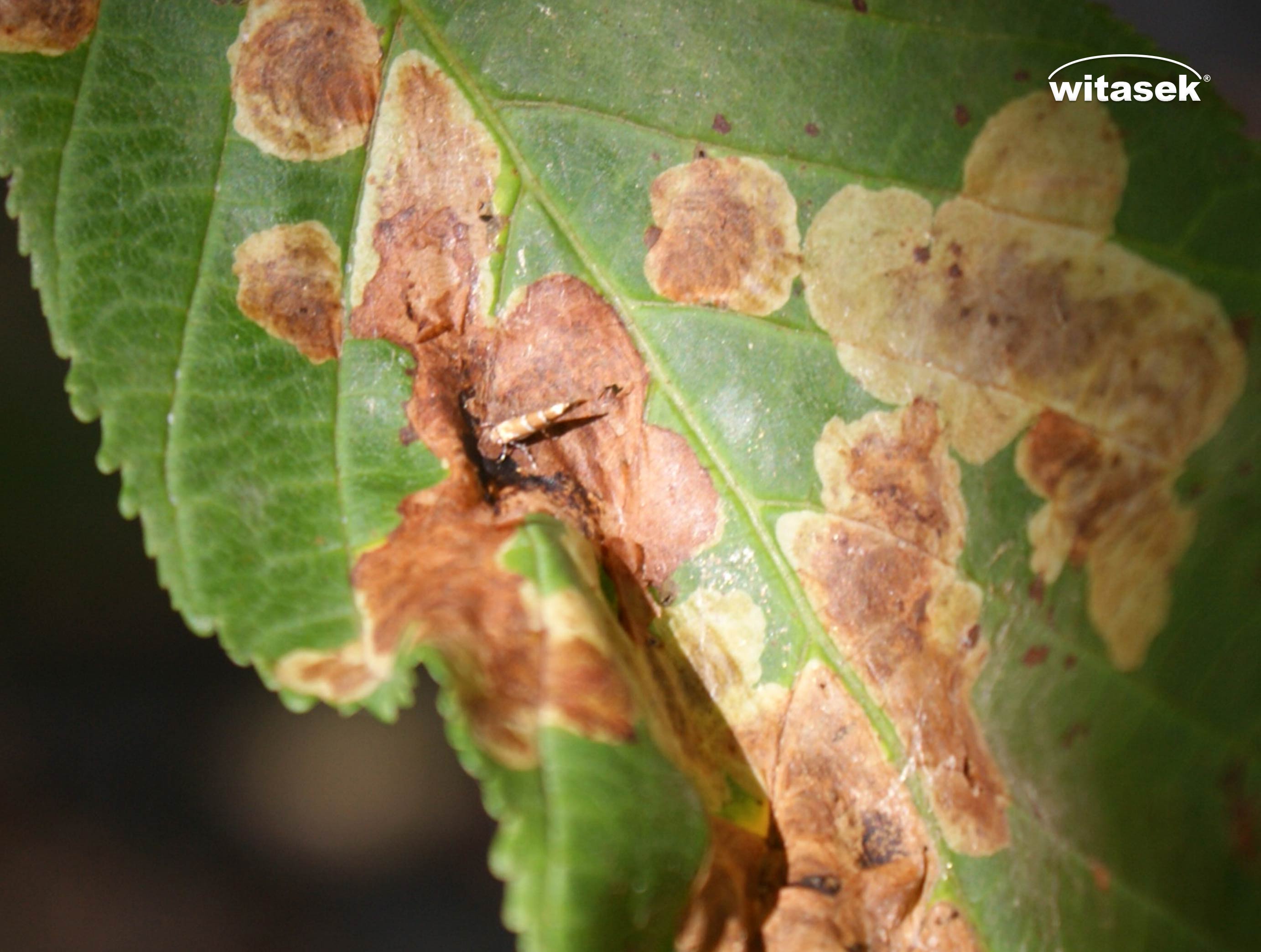 Blog-Witasek_Kastanienminiermotte_384x290