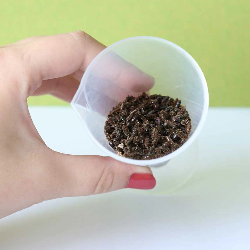 Borkenkäfer-Messbecher mit Buchdrucker