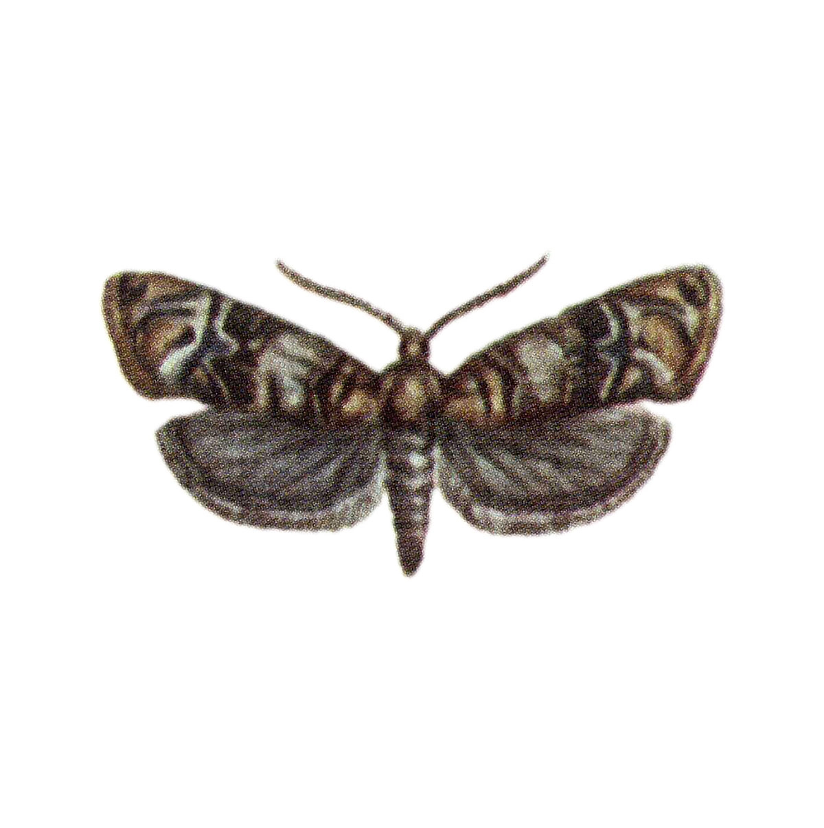 european grapevine moth (Lobesia botrana), Lobewit