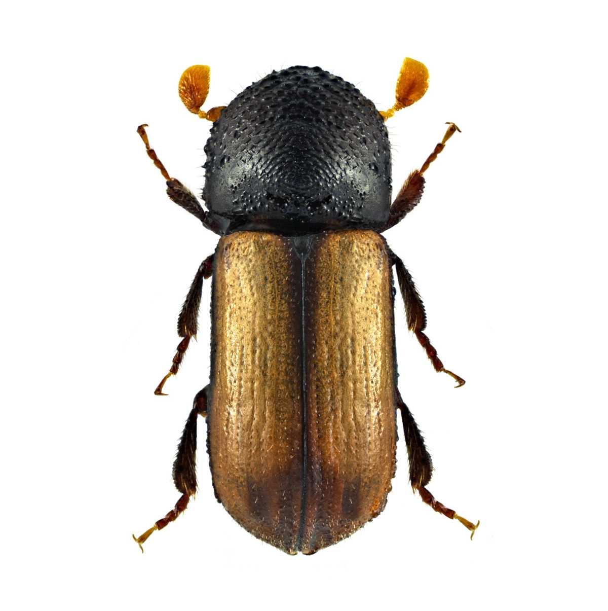 European hardwood ambrosia beetle (Trypodendron domesticum)