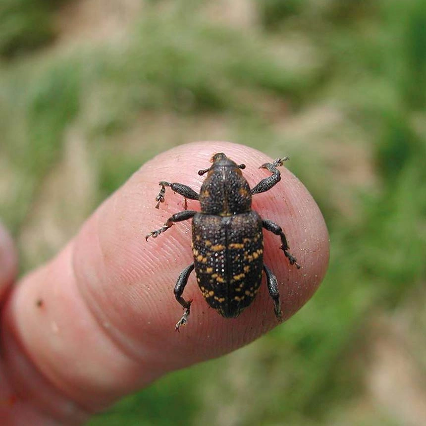 large brown pine weevil