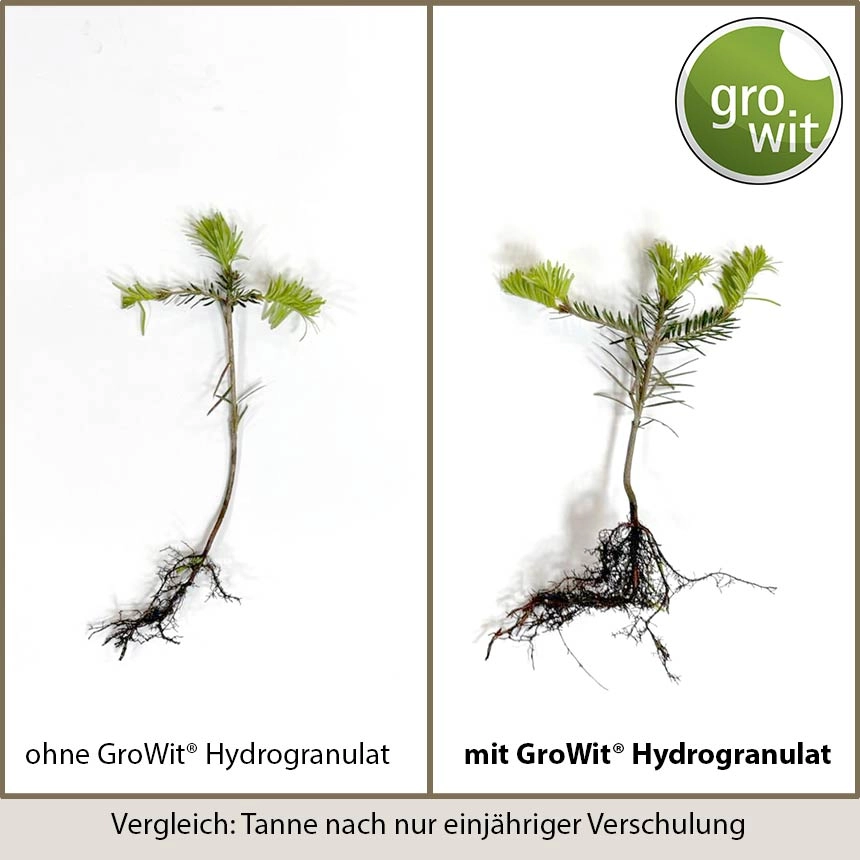 Verlgeich: Tanne nach nur einjähriger Verschulung ohne GroWit® Hydrogranulat (links) und mit GroWit® Hydrogranulat (rechts)