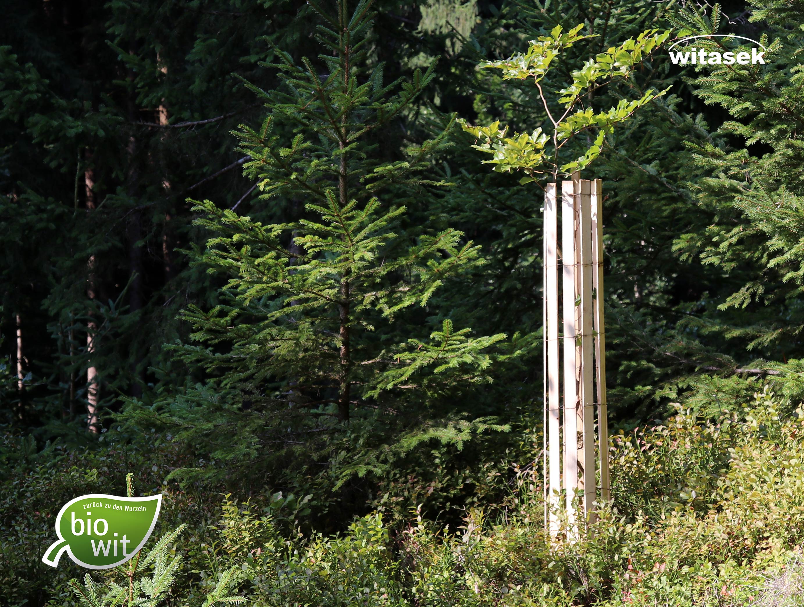 Blog-Witasek_WitaPro-Baumschutz-Holz_384x290