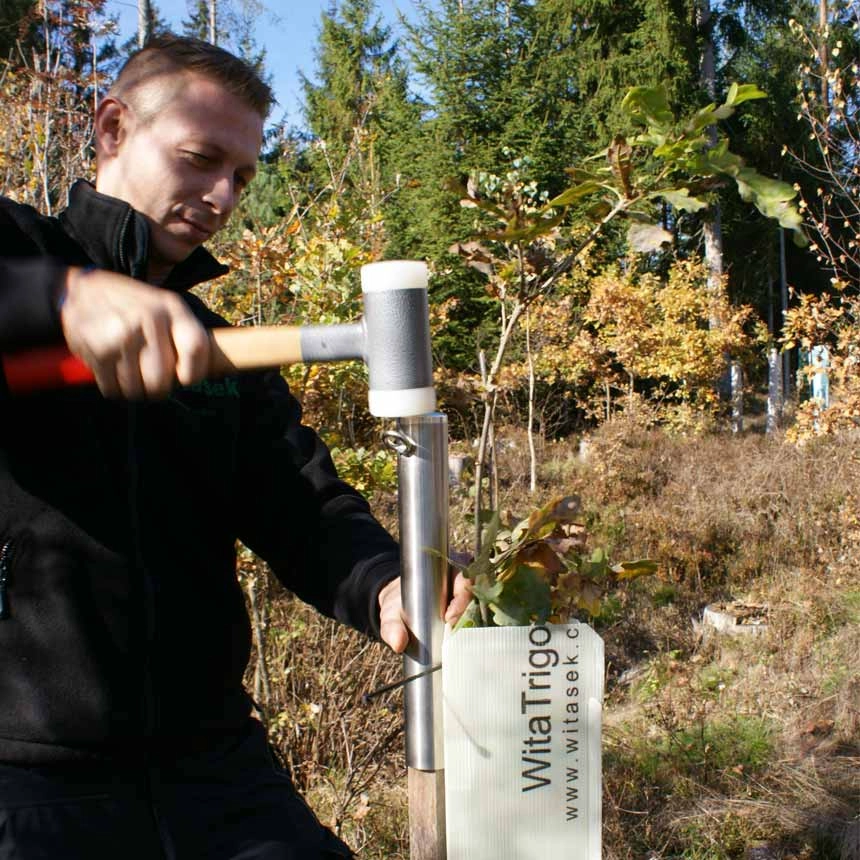 Schonhammer