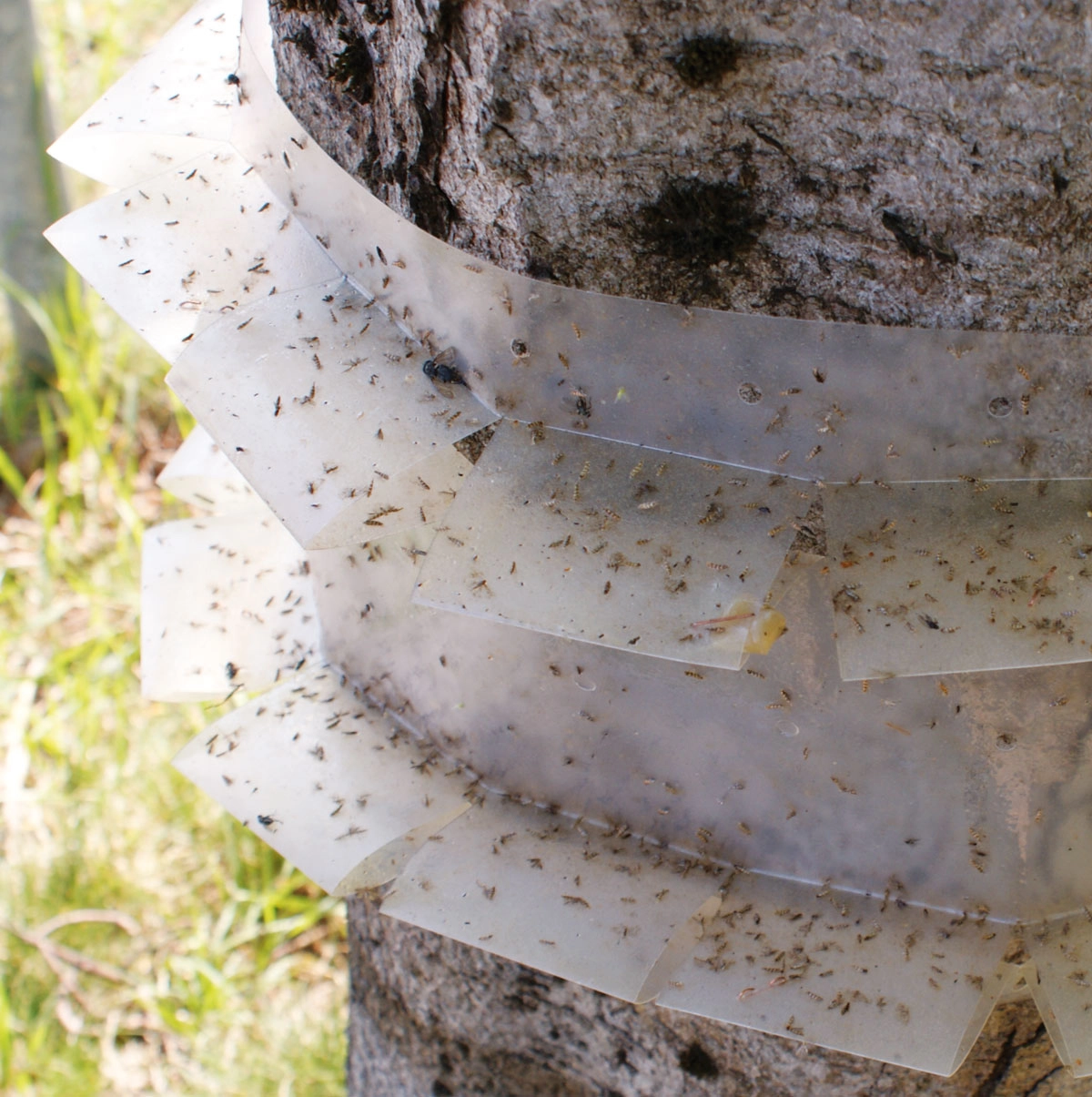 Chestnut Leaf Miner Moth Trap Sheet Chestnut Leaf Miner Moth Trap Sheet