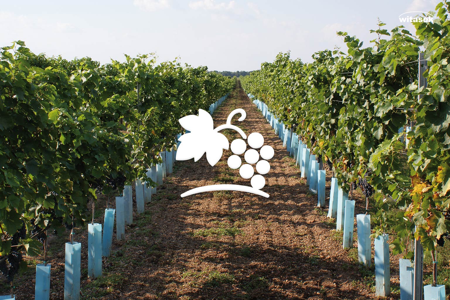 Katalog_Rebschutz-Traubenschutz_Witasek