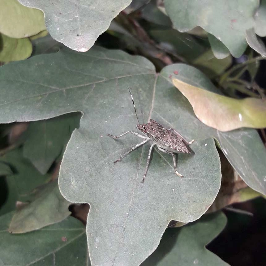 Marmorierte Baumwanze (Halyomorpha halys) Marmorierte Baumwanze (Halyomorpha halys)