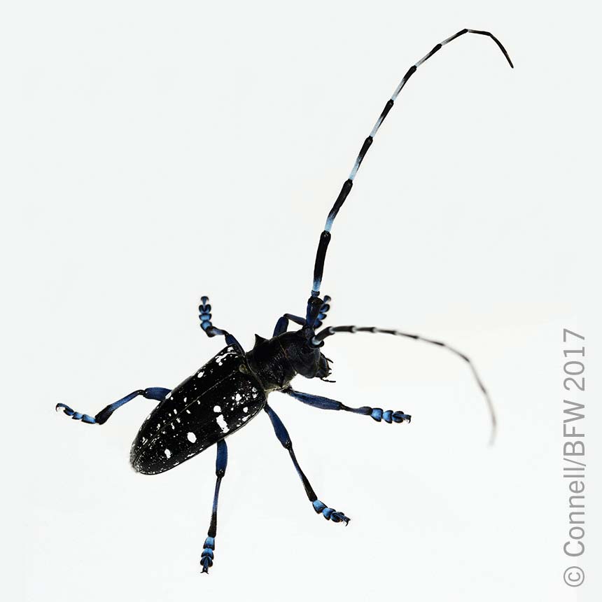 Glabriwit Pro - Asian longhorn beetle (Anoplophora glabripennis)