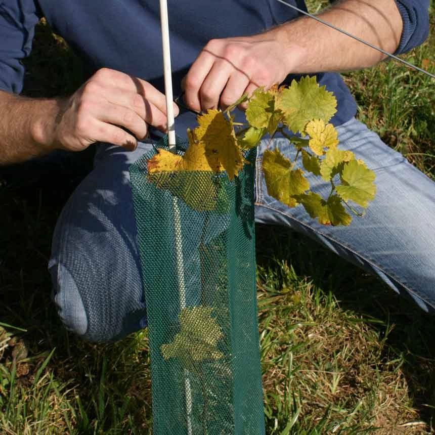 Klimawit Light 220, Rebschutz - Befestigung mit Kabelbinder