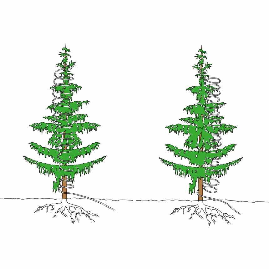 Mono Eisen-Fegeschutzspirale - Anbringung Nadelbaum