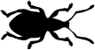 Rüsselkäfer