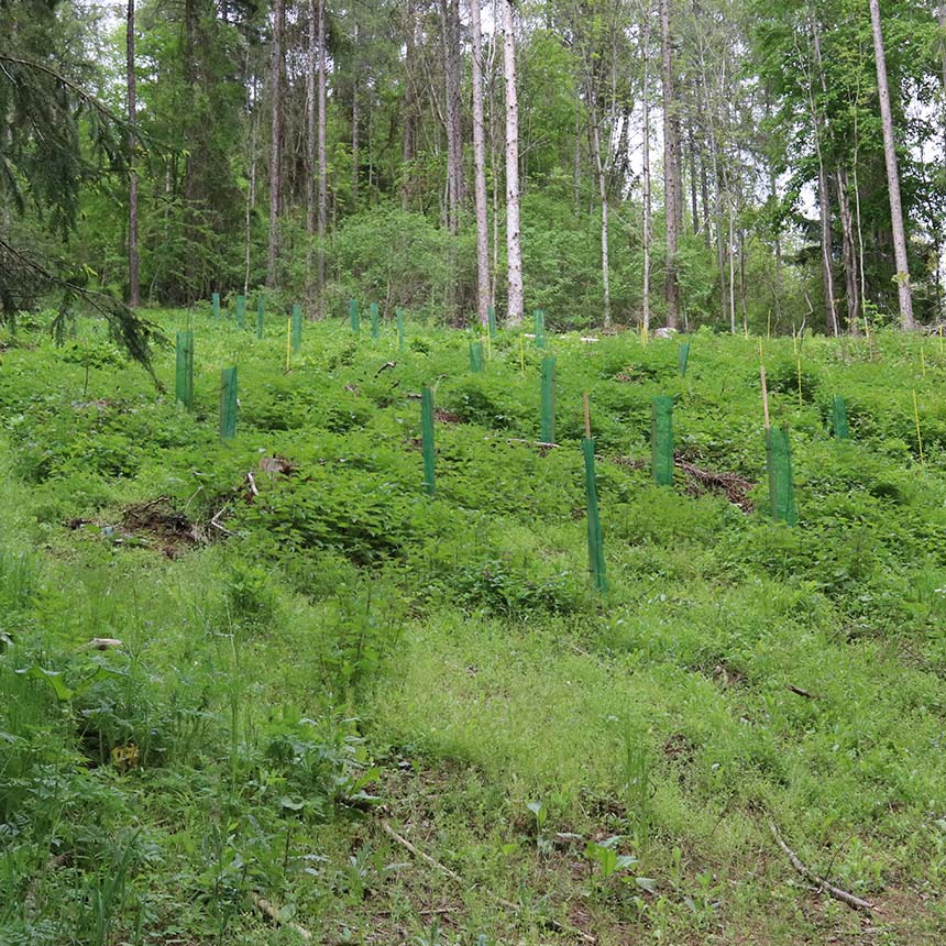 Klimawit Light 220 - Rolle zu 100 lfm