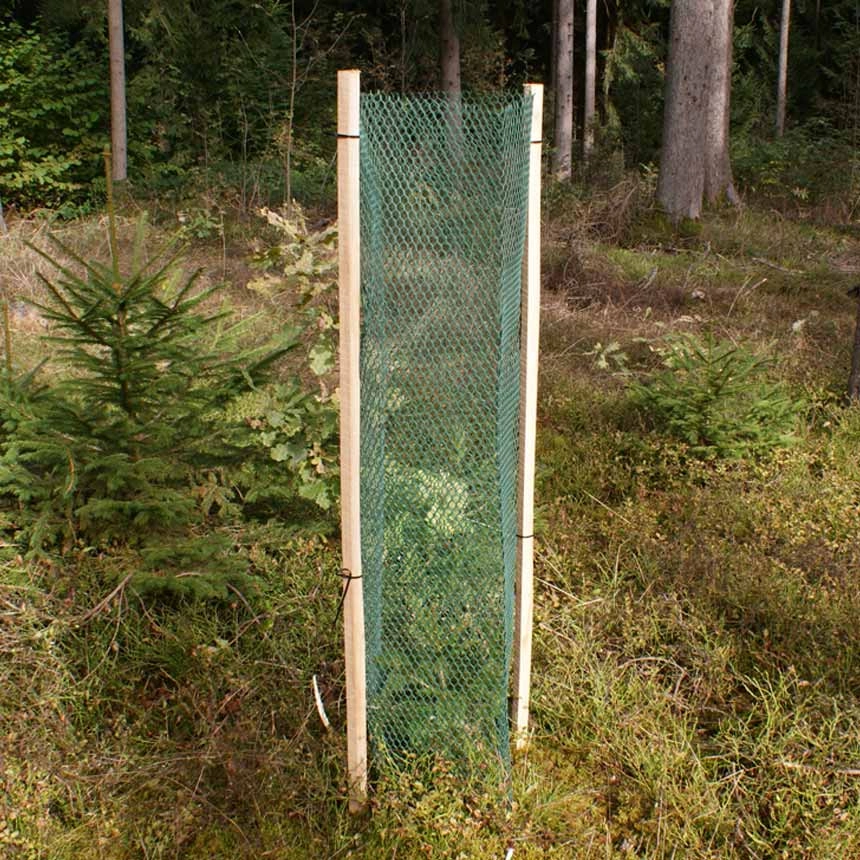 Rauten Freiwuchs 600