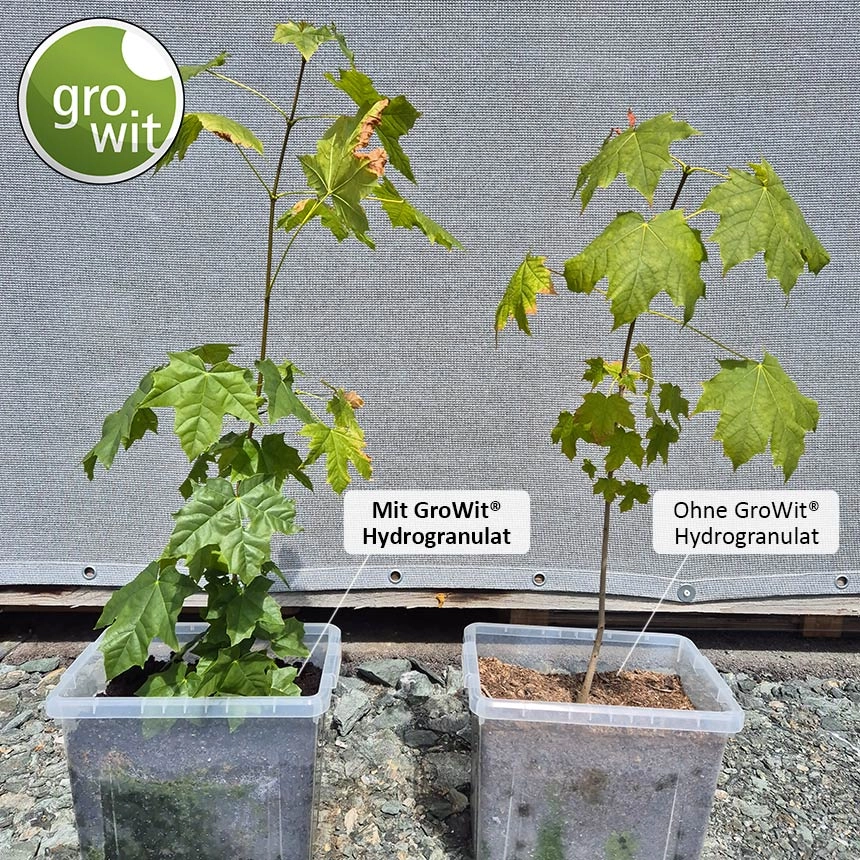 Verlgeich: Austrieb Ahorn mit GroWit® Hydrogranulat (links) und ohne GroWit® Hydrogranulat (rechts)