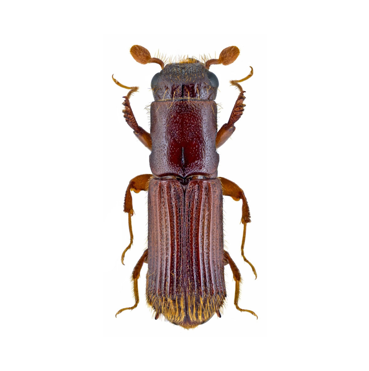 Eichenkernkäfer (Platypus cylindrus), Cilindriwit Eichenkernkäfer (Platypus cylindrus), Cilindriwit