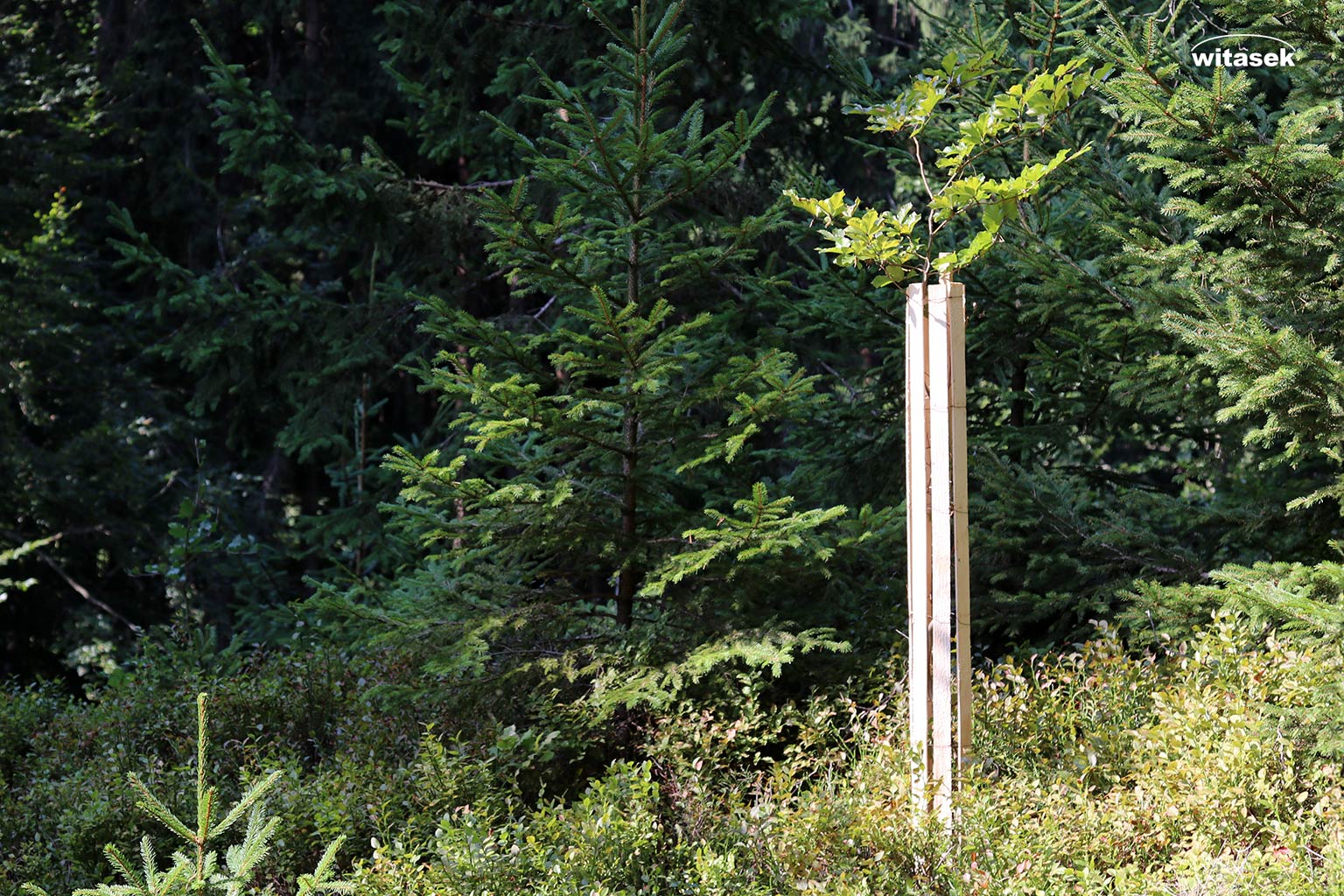 Prospekt_Holzprodukte_Witasek