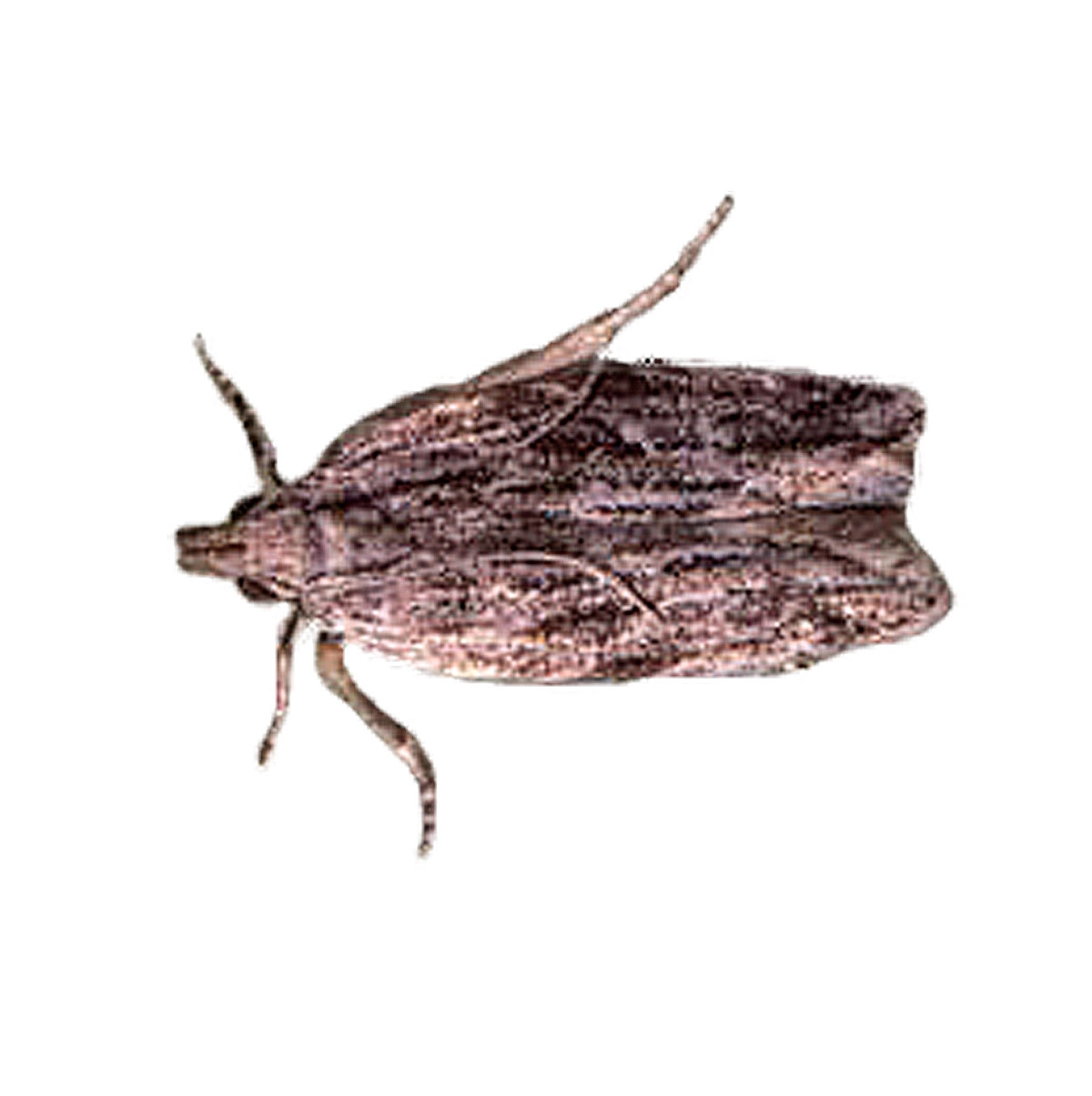 Pfirsichmotte (Anarsia lineatella) Pfirsichmotte (Anarsia lineatella)