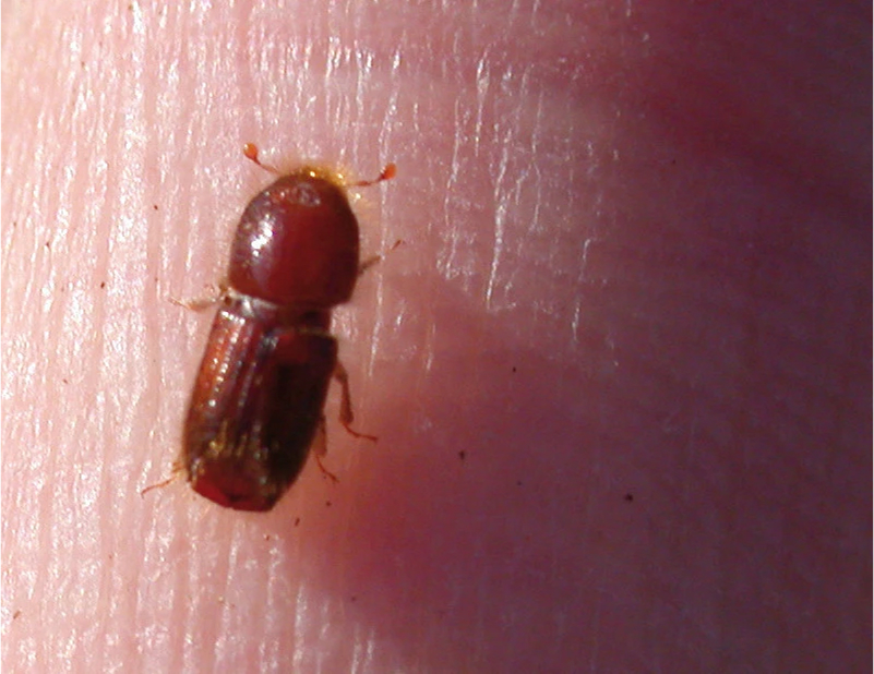 pheromone_fallen5784d958c6f61_1920x1920