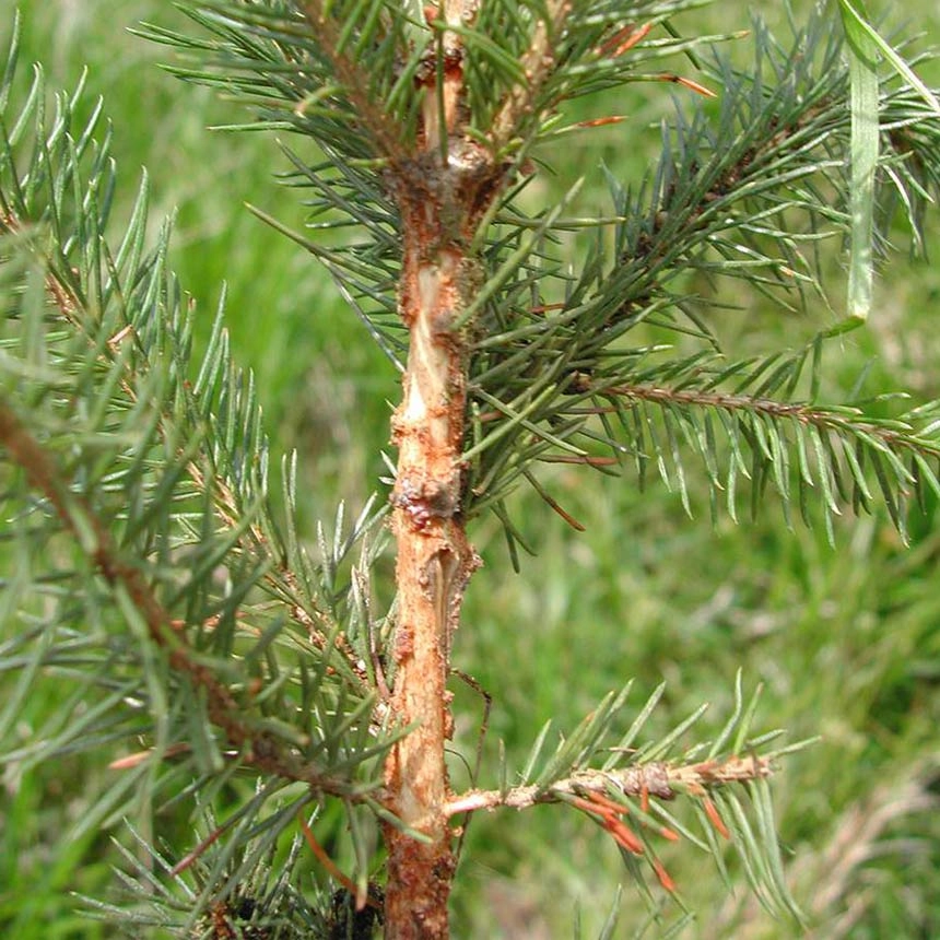 Feeding damage from the large brown pine weevil on spruce