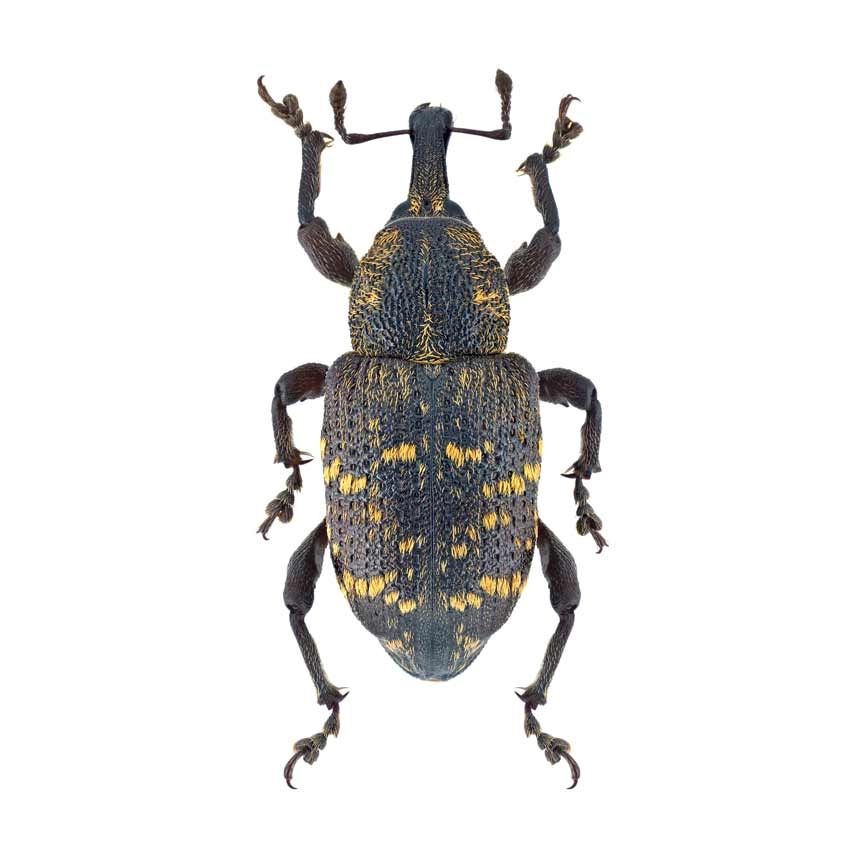 Großer Brauner Rüsselkäfer (Hylobius abietis)