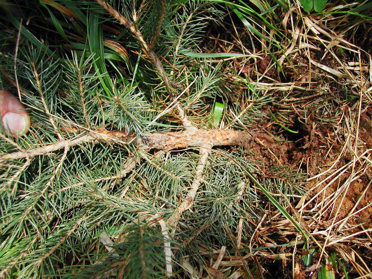 Fraßschäden vom Großen Braunen Rüsselkäfer an Fichte