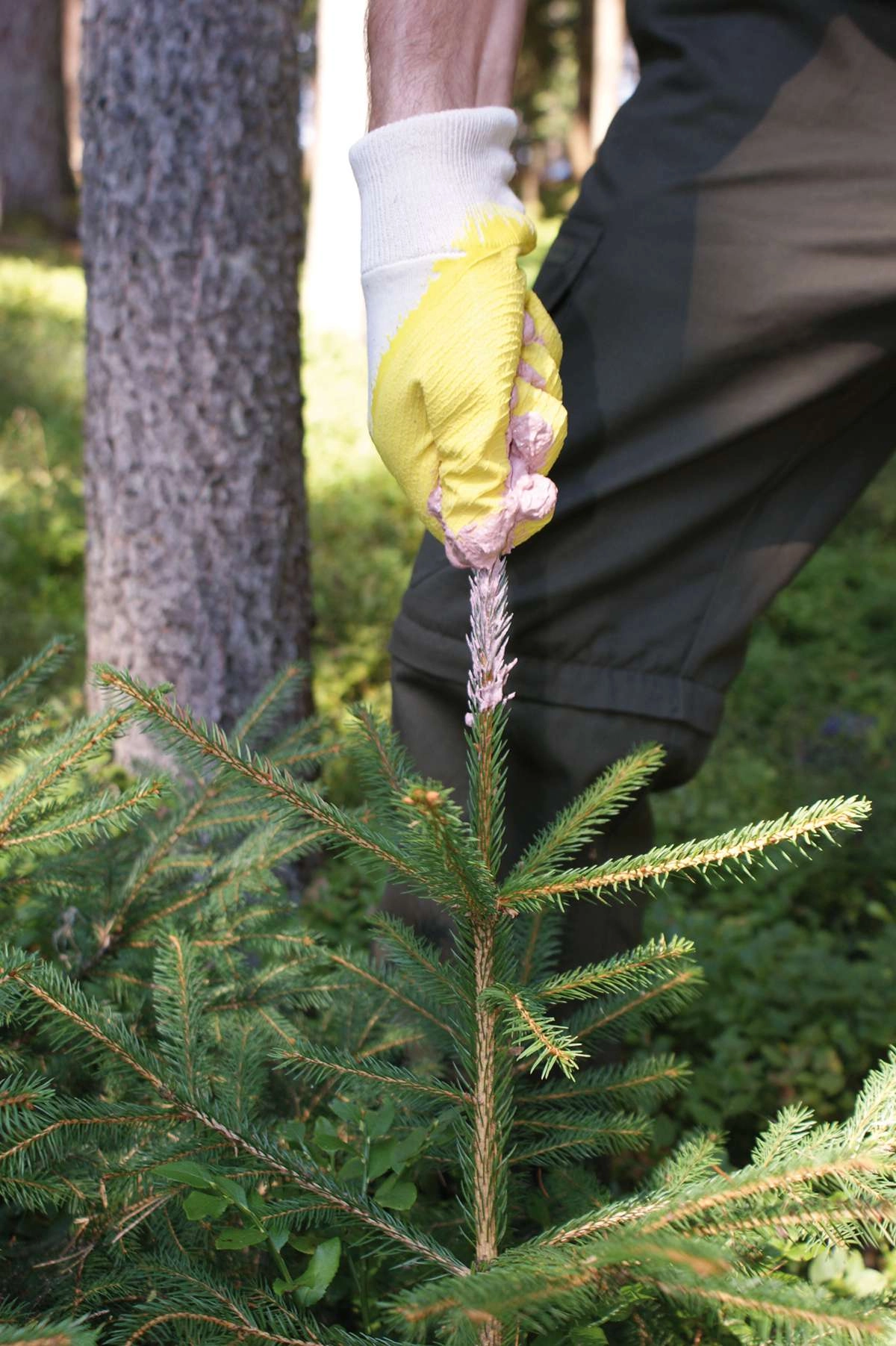 221071-img2-wam-extra-rosarot Ausbringung von WAM Extra mit Gummihandschuh "Streicher"