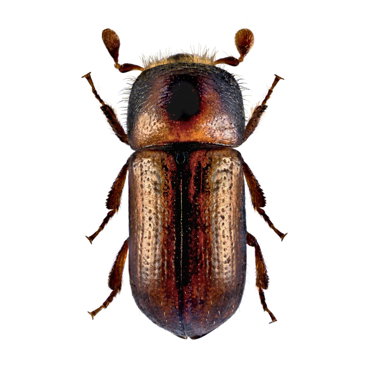 Striped ambrosia beetle (Trypodendron lineatum)