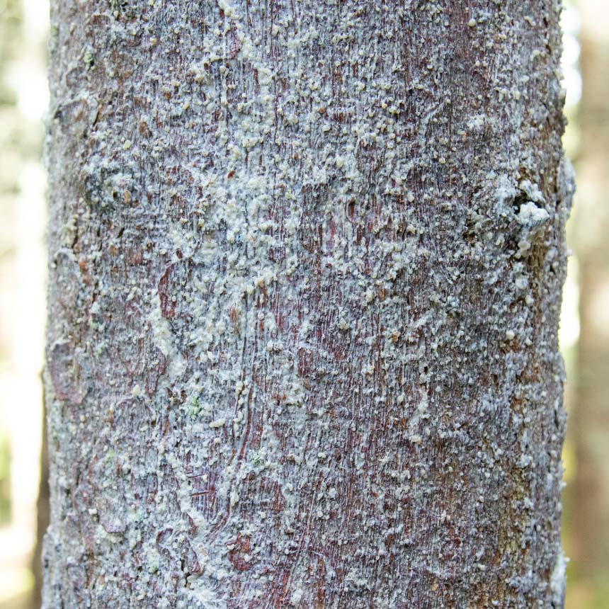Wöbra Stripping Stop
