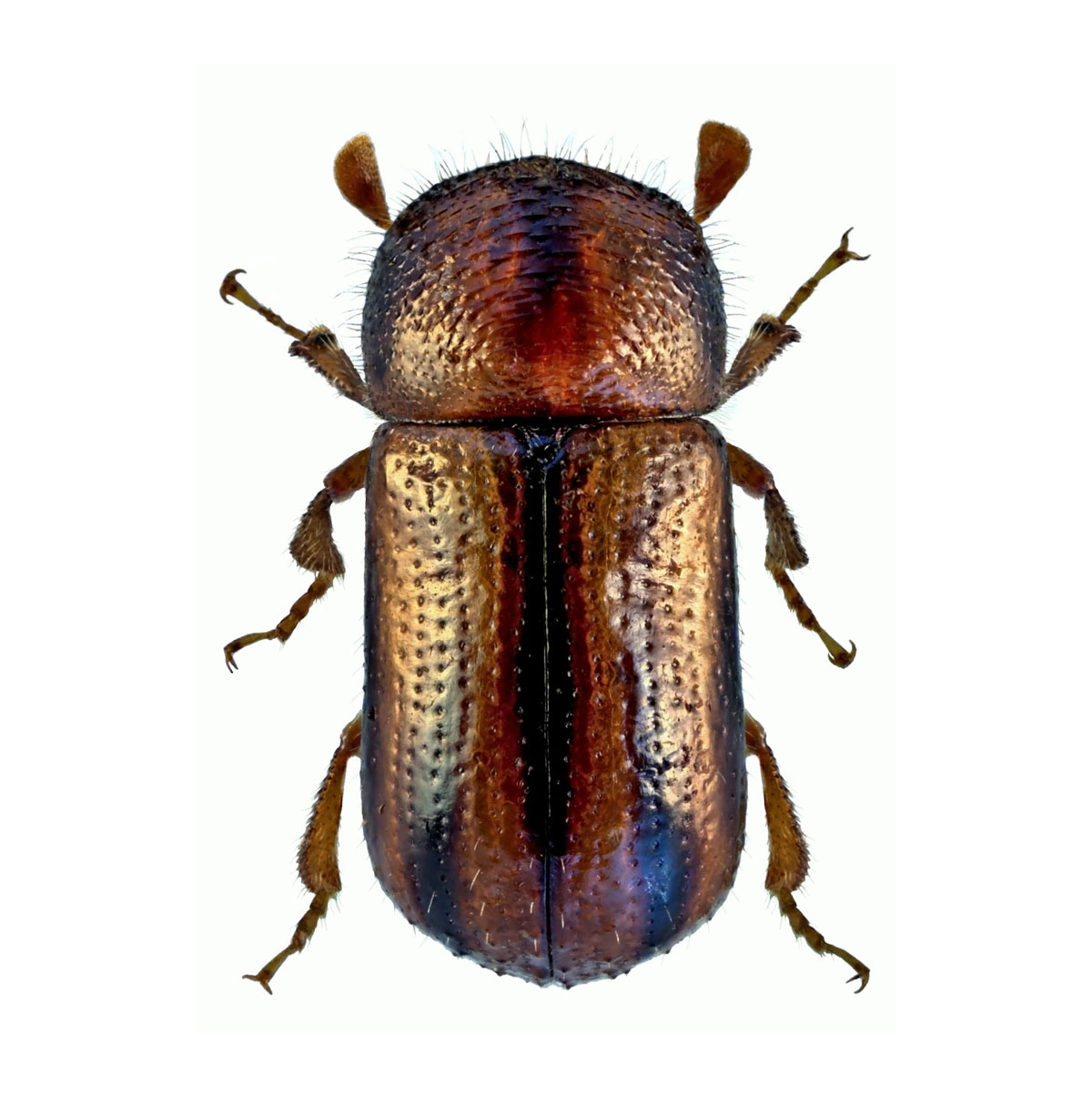 Striped ambrosia beetle (Trypodendron lineatum)