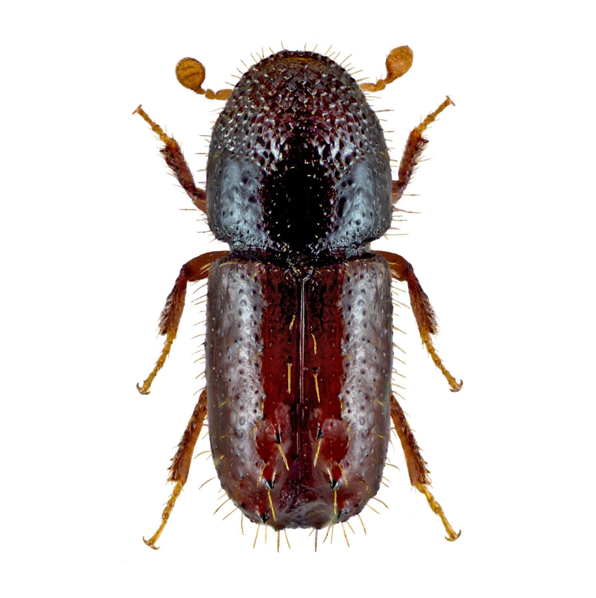 Chalcoprax Ampulle, Kupferstecher (Pityogenes chalcographus)