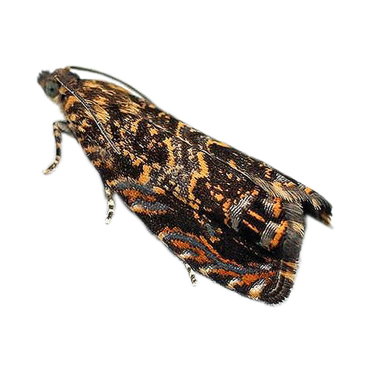 Cherry bark tortrix (Enarmonia formosana)